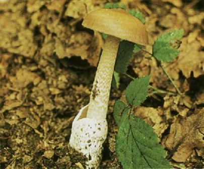 
   Amanita crocea